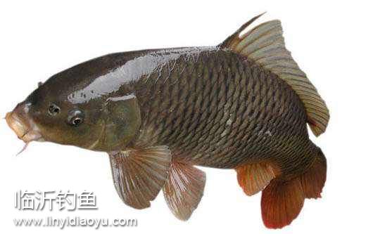 鲤鱼